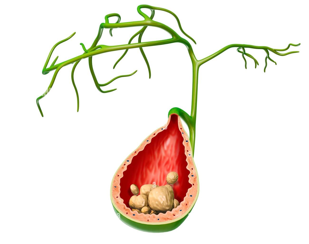 Daily Superfoods