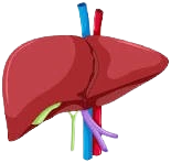 Liver Care